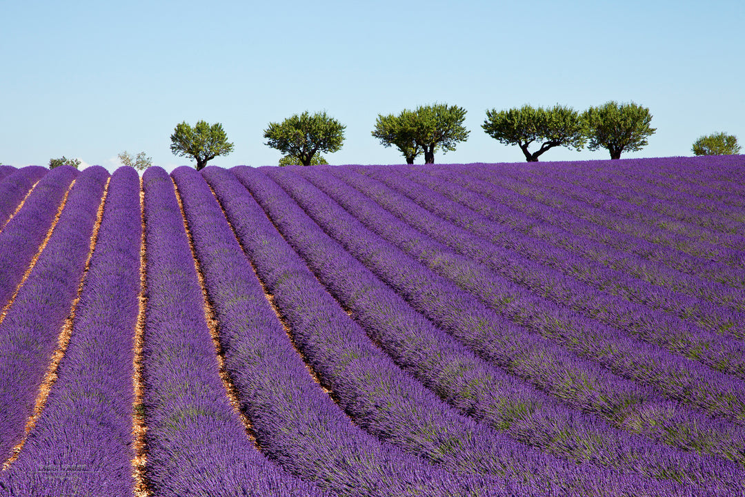 Savonnerie Royale - Champs de Lavande