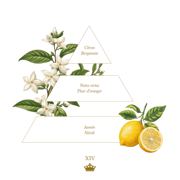 The Perfect Cream XIV